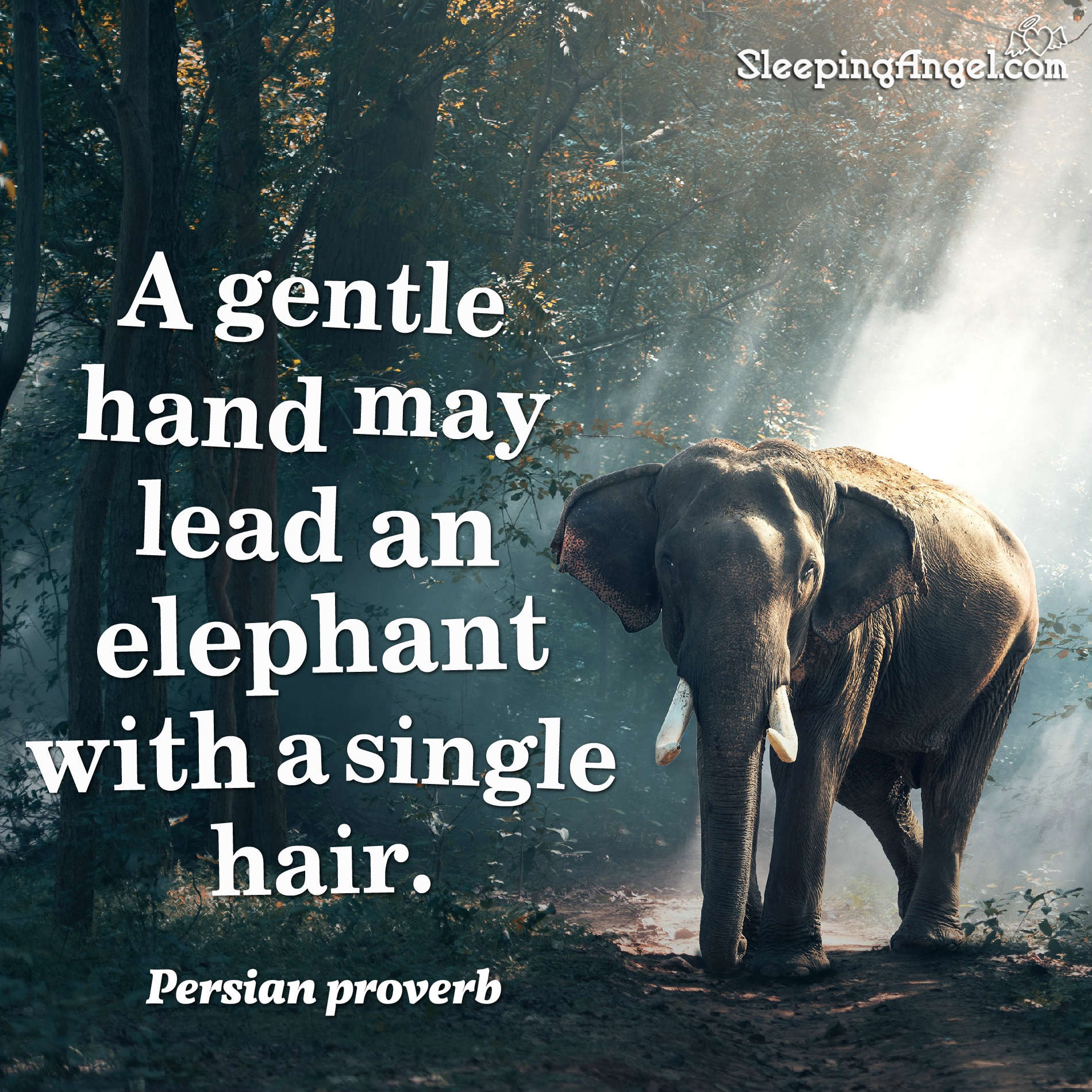 Persian Proverb