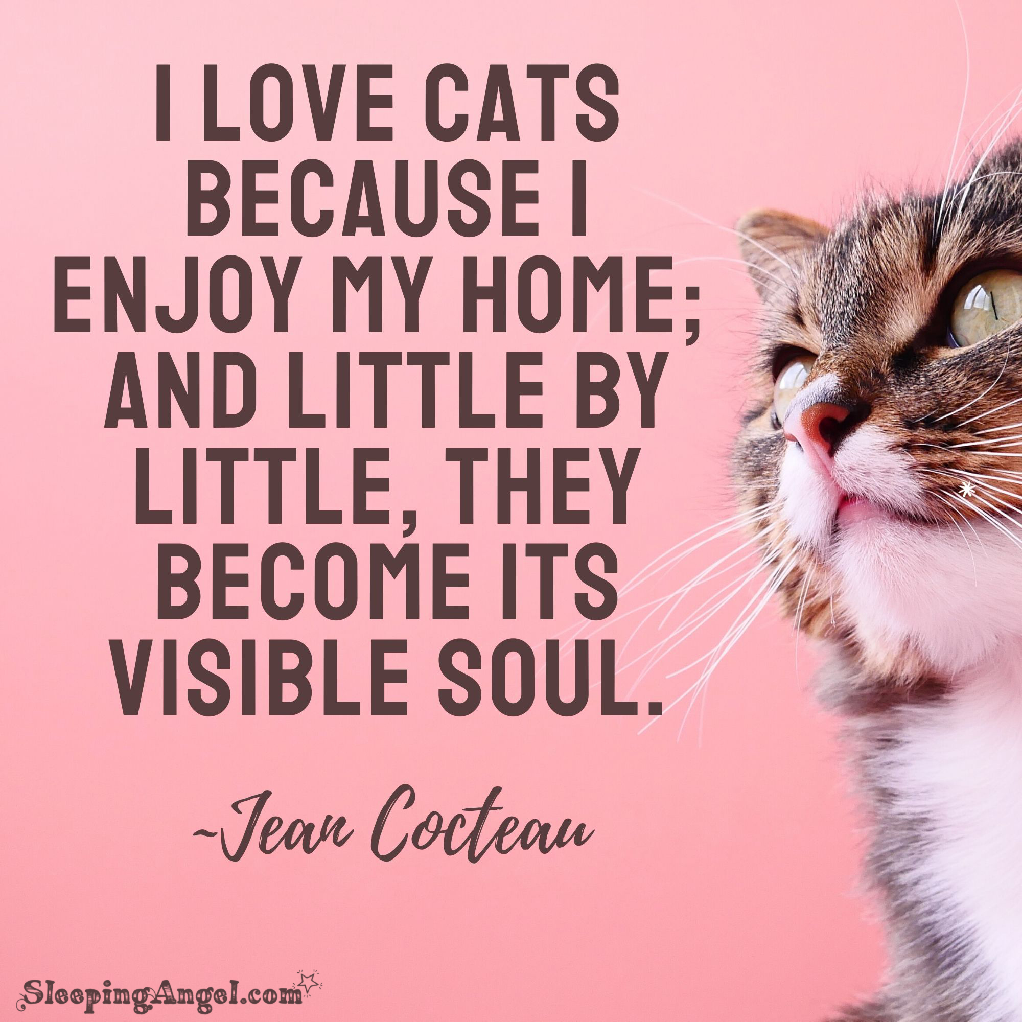 Cats Quote