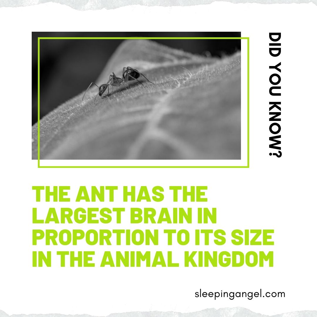 Did You Know? Ants