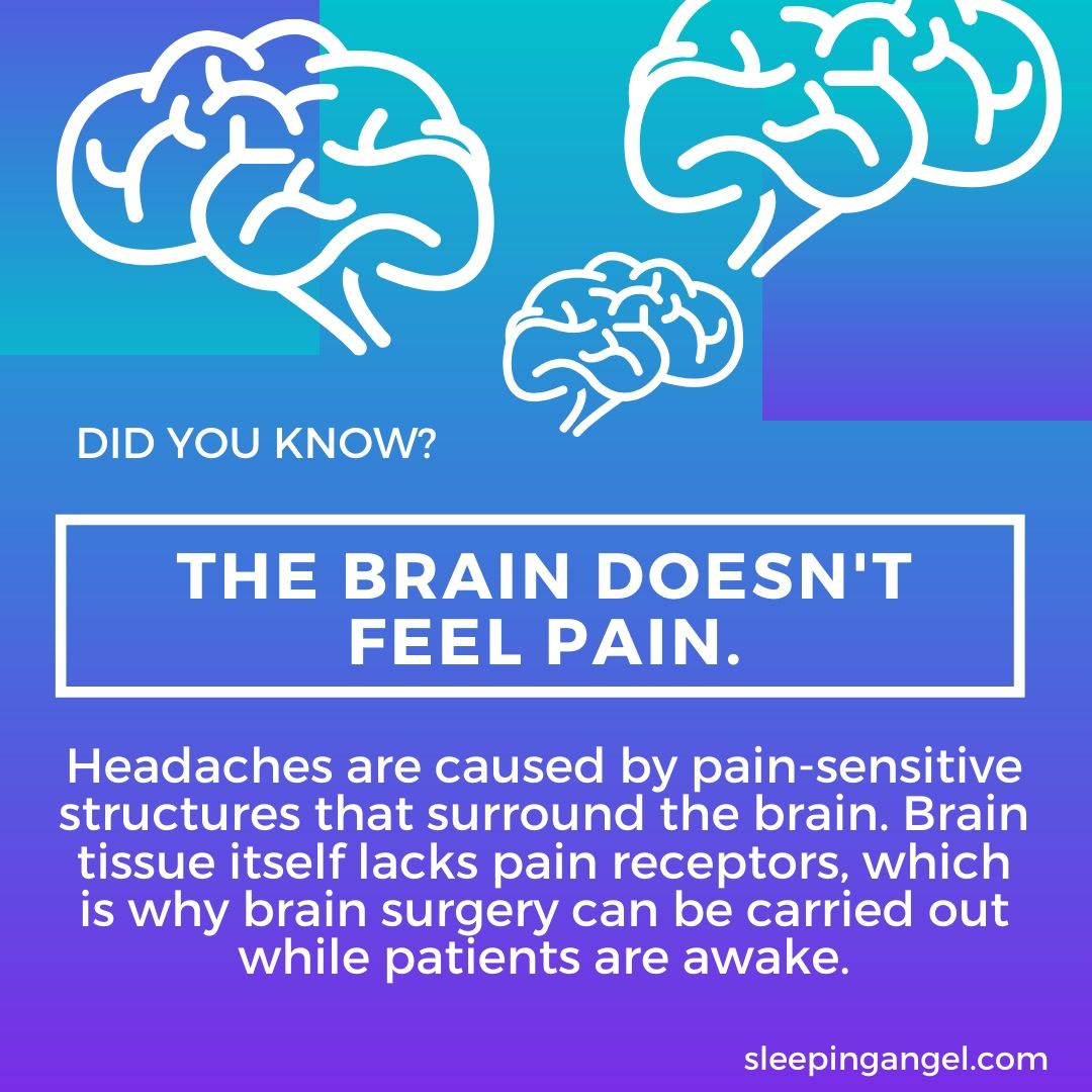 Did You Know? Brain Facts