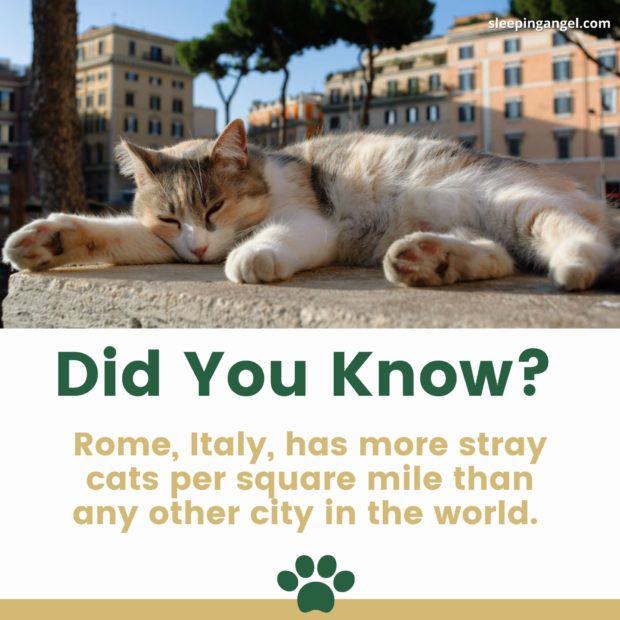 Did You Know? Stray Cats